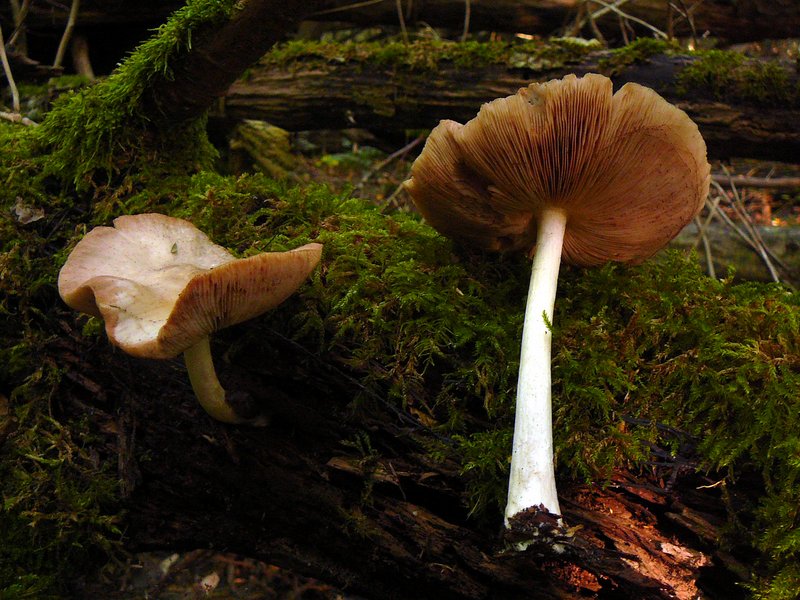 Pluteus cervinus